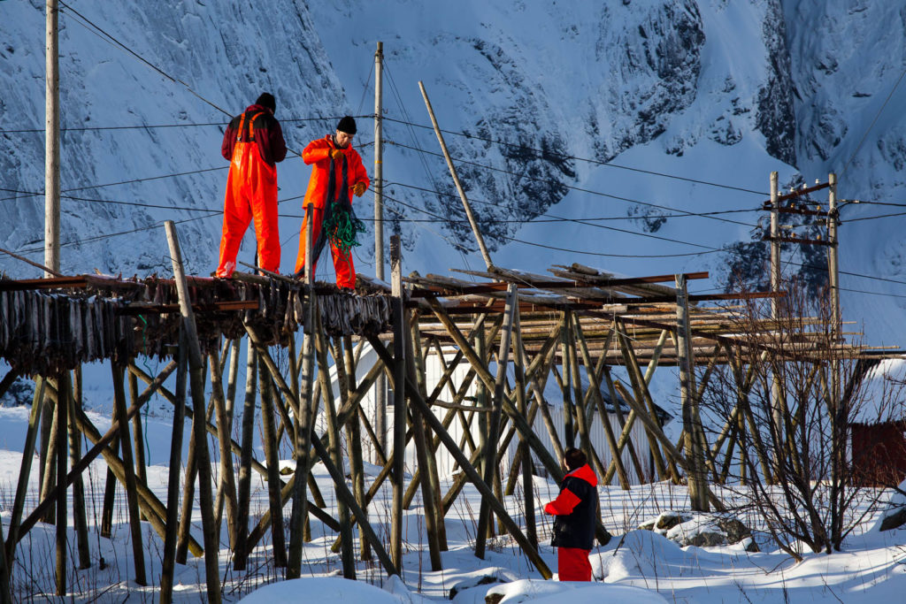 Pêcheurs de morue sur les séchoirs de Sakrisøya, dans les îles Lofoten en Norvège