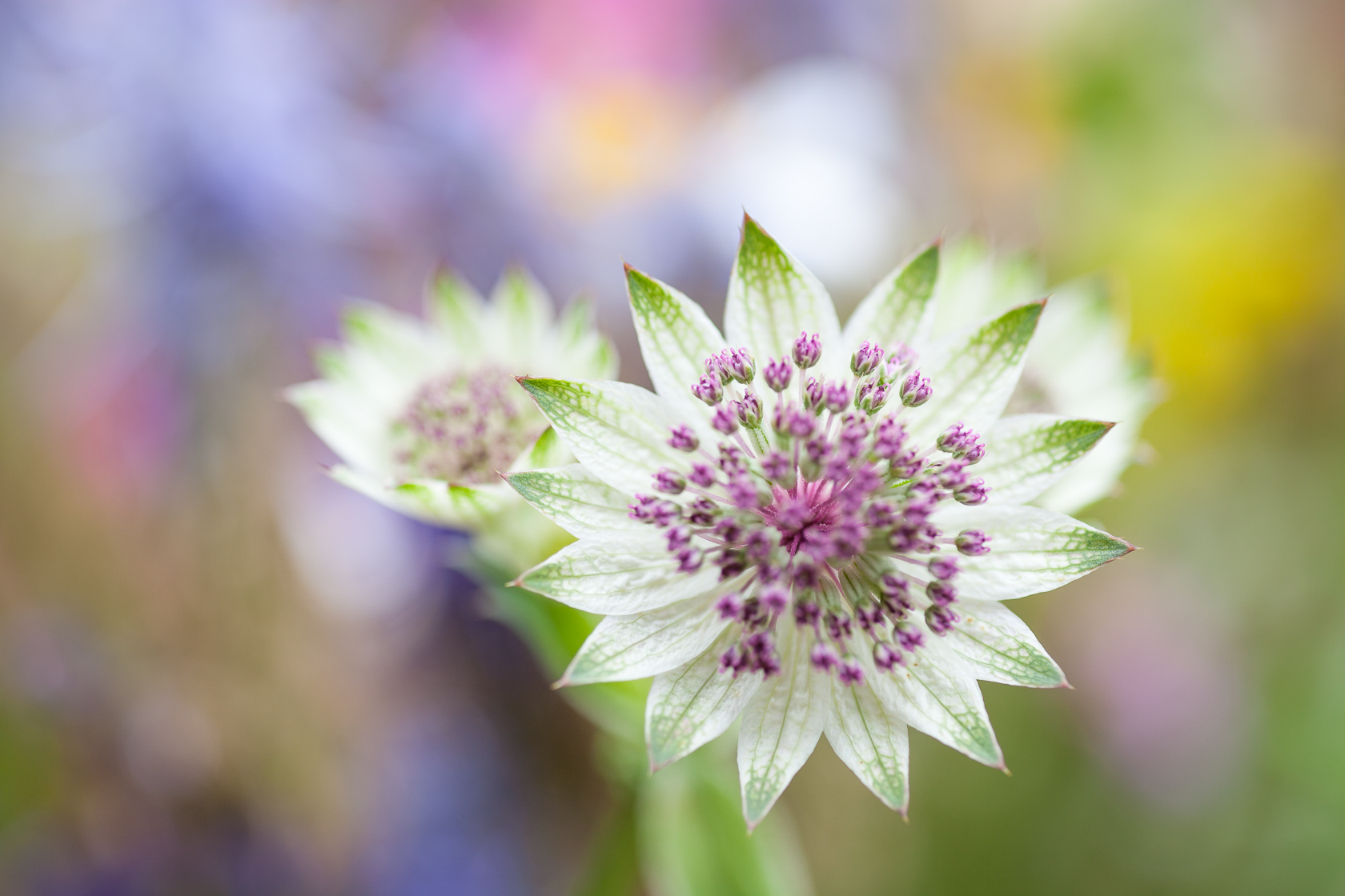 Fleur de grande Astrance (Astrancia major)dans les prairies de montagnes des Bauges