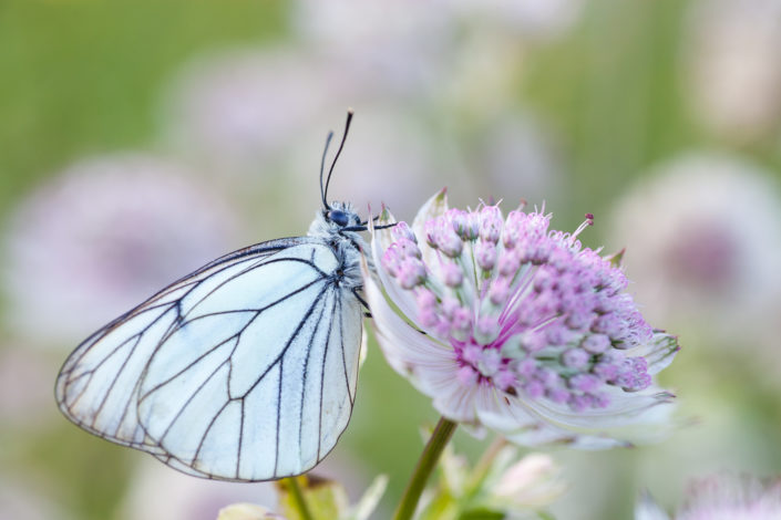 Papillons et fleurs de montagne