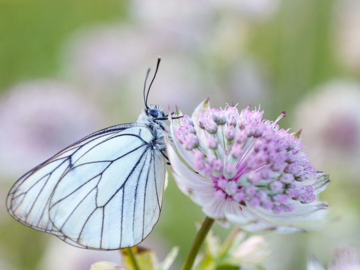 Papillons et fleurs de montagne