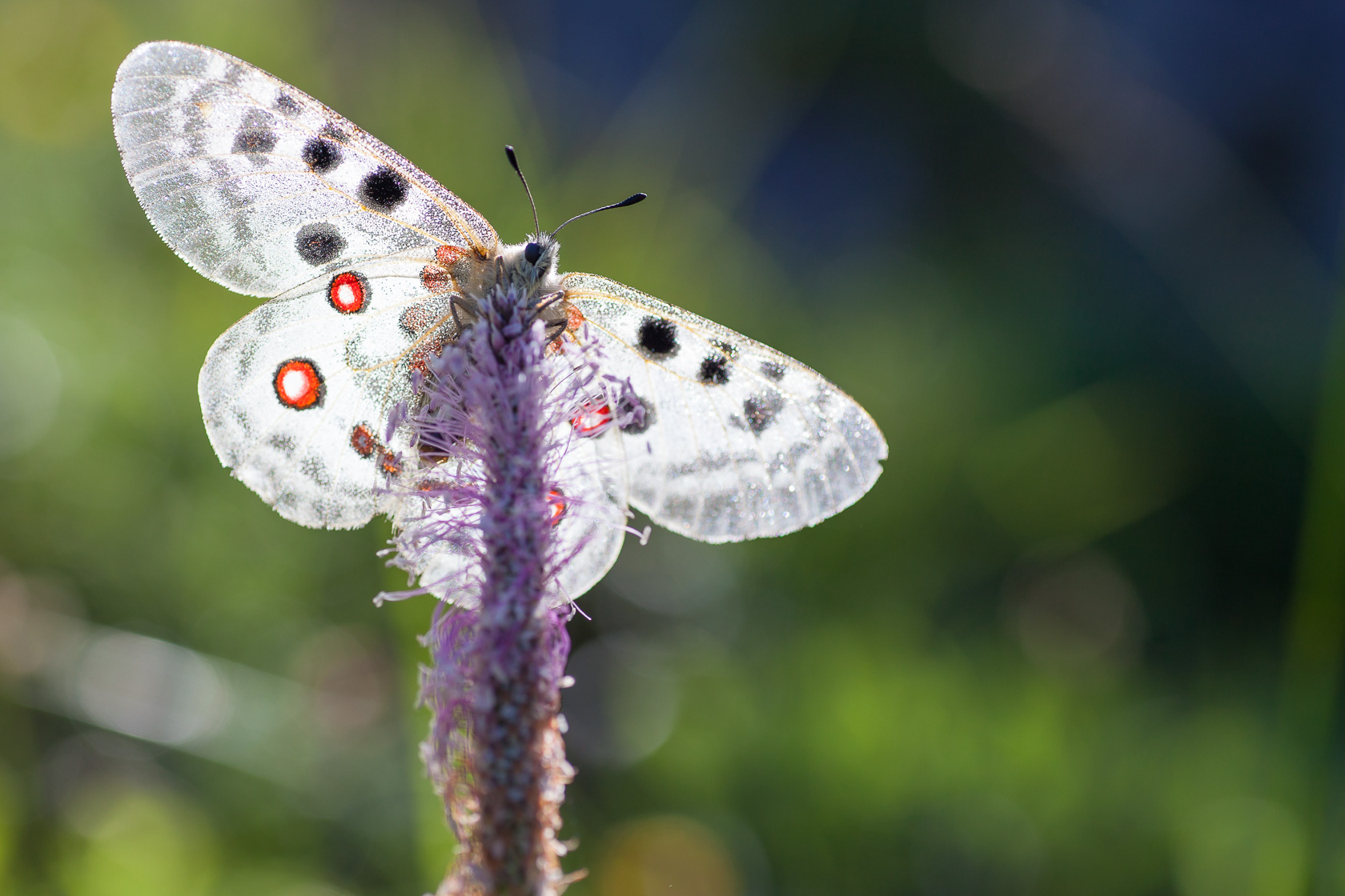 Papillon Apollon (Parnassius apollo) dans les Bauges pendant un stage photo papillon