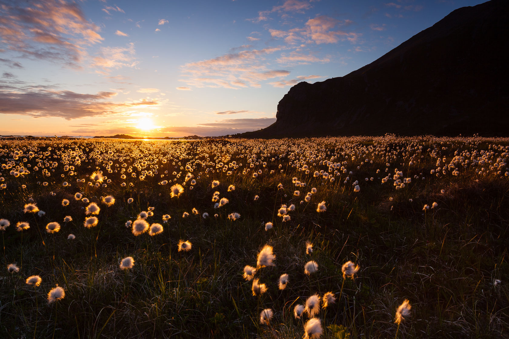 Soleil de minuit sur les linaigrettes, dans les îles Lofoten, en Norvège