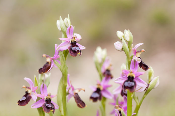 Orchidées sauvages entre garrigue et montagne