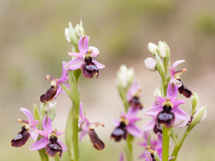 Orchidées sauvages entre garrigue et montagne