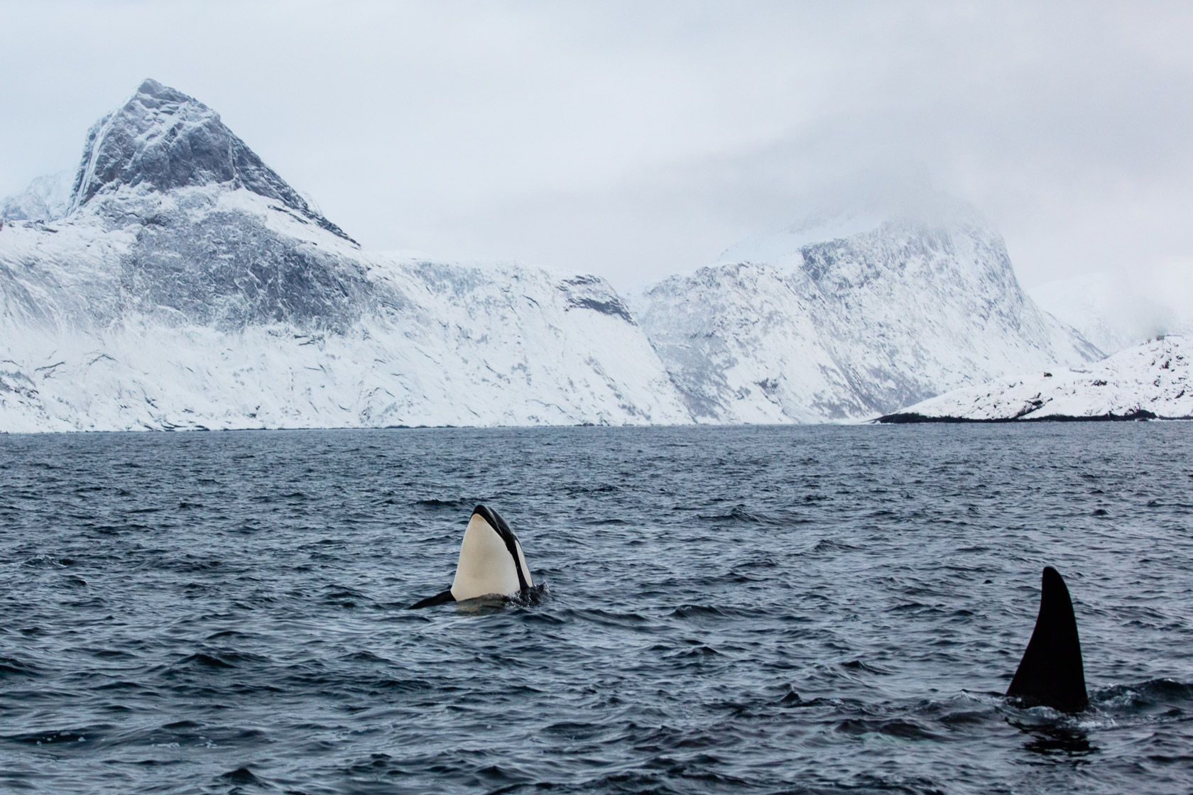 Orques ((Orcinus orca) dans un fjord de Senja, pendant un voyage photo en Norvège