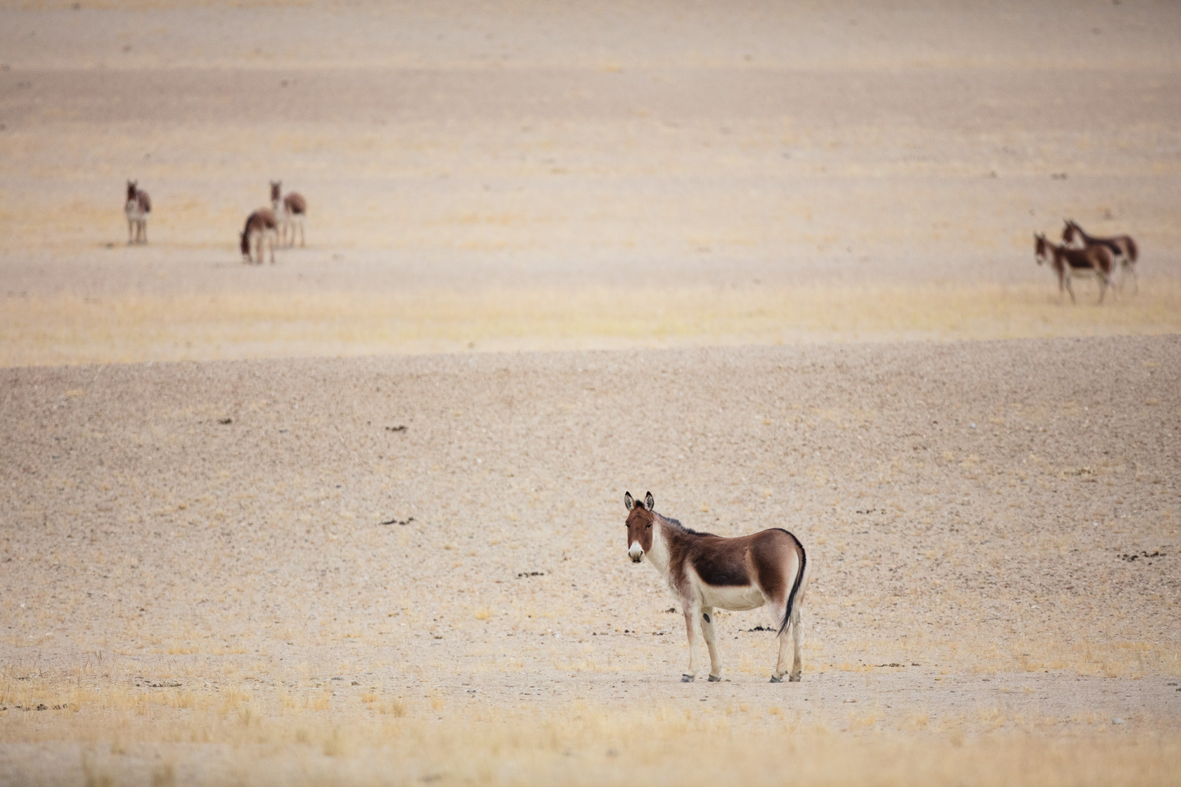 Kings (Equus kiang) dans le bassin du Tso Kar,au Ladakh