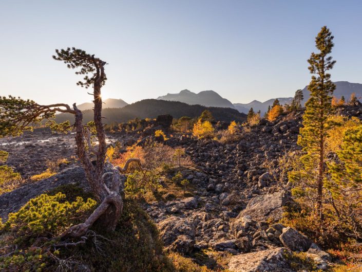 La ruska, des Lofoten aux Alpes de Lyngen