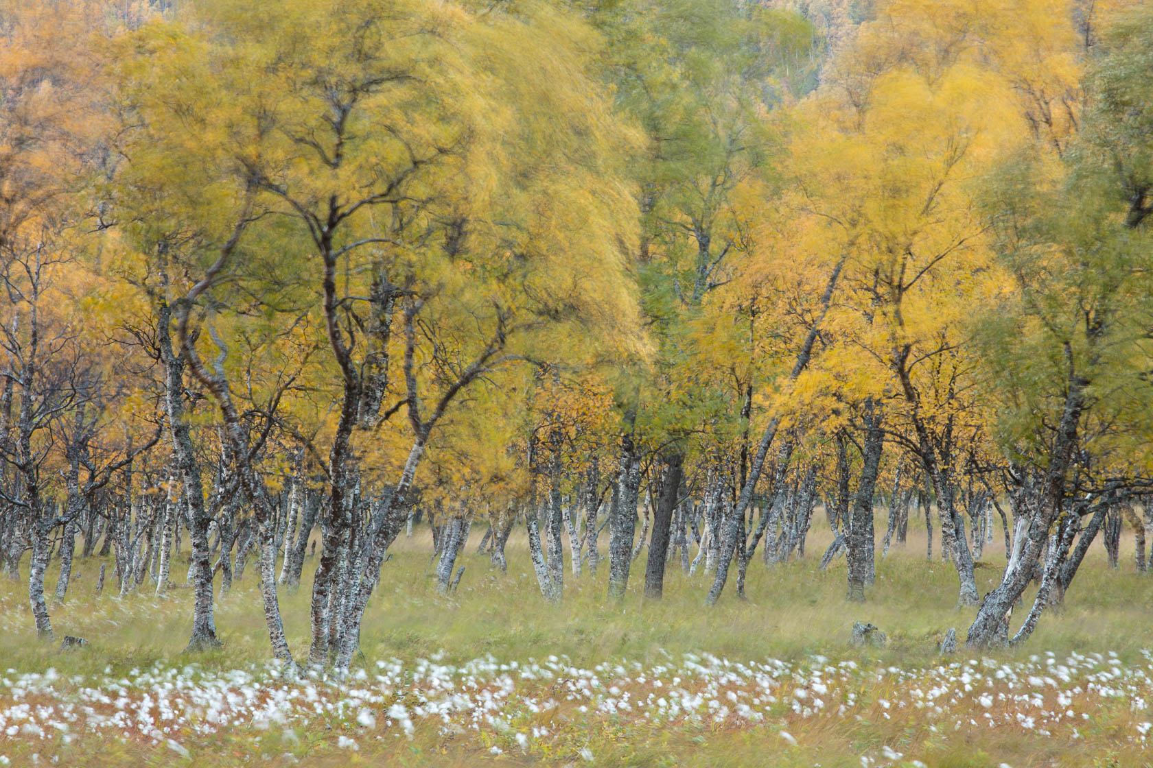 forêt boréale de bouleau en automne, agitée par le vent, dans le nord de la Norvège, pendant la ruska en voyage photo des Lofoten aux Alpes de Lyngen