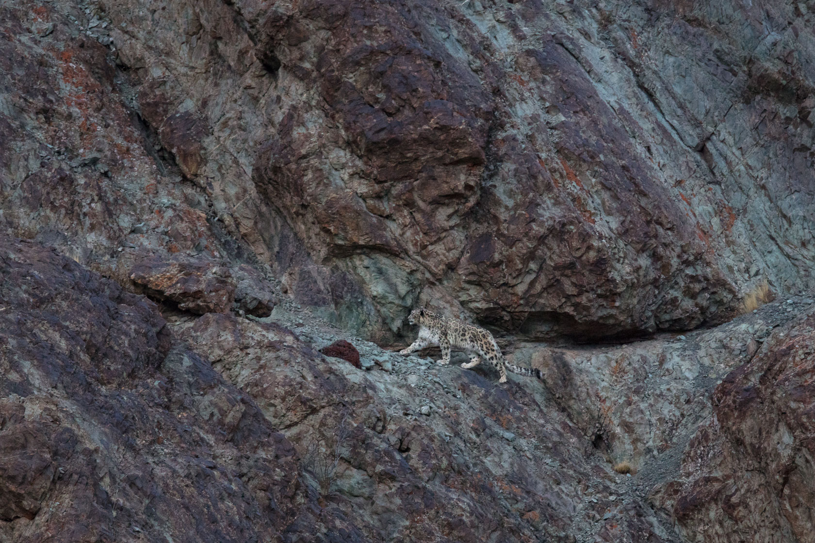panthère des neiges (Panthera uncia) sur une vire, au Ladakh, en Inde