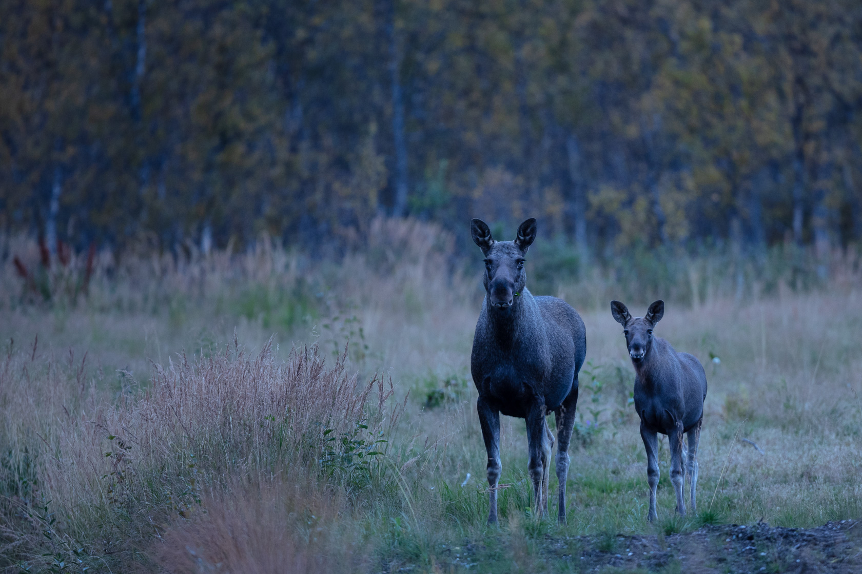 Femelle élan et son jeune (Alces alces) au crépuscule dans les Alpes de Lyngen en Norvège