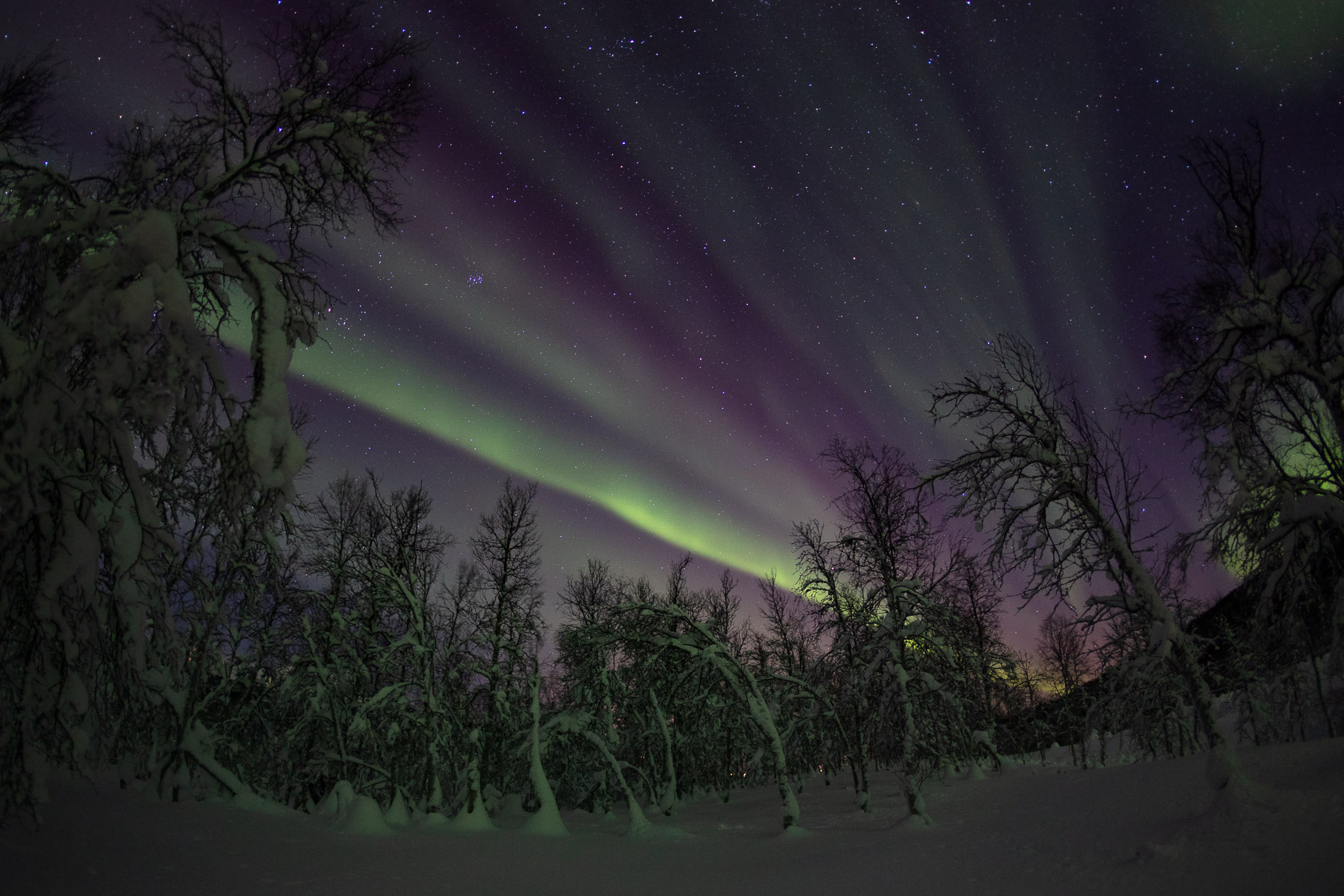 voyage photo aurores boréales en Laponie dans un forêt de bouleaux au coeur des Alpes de Lyngen, en Norvège