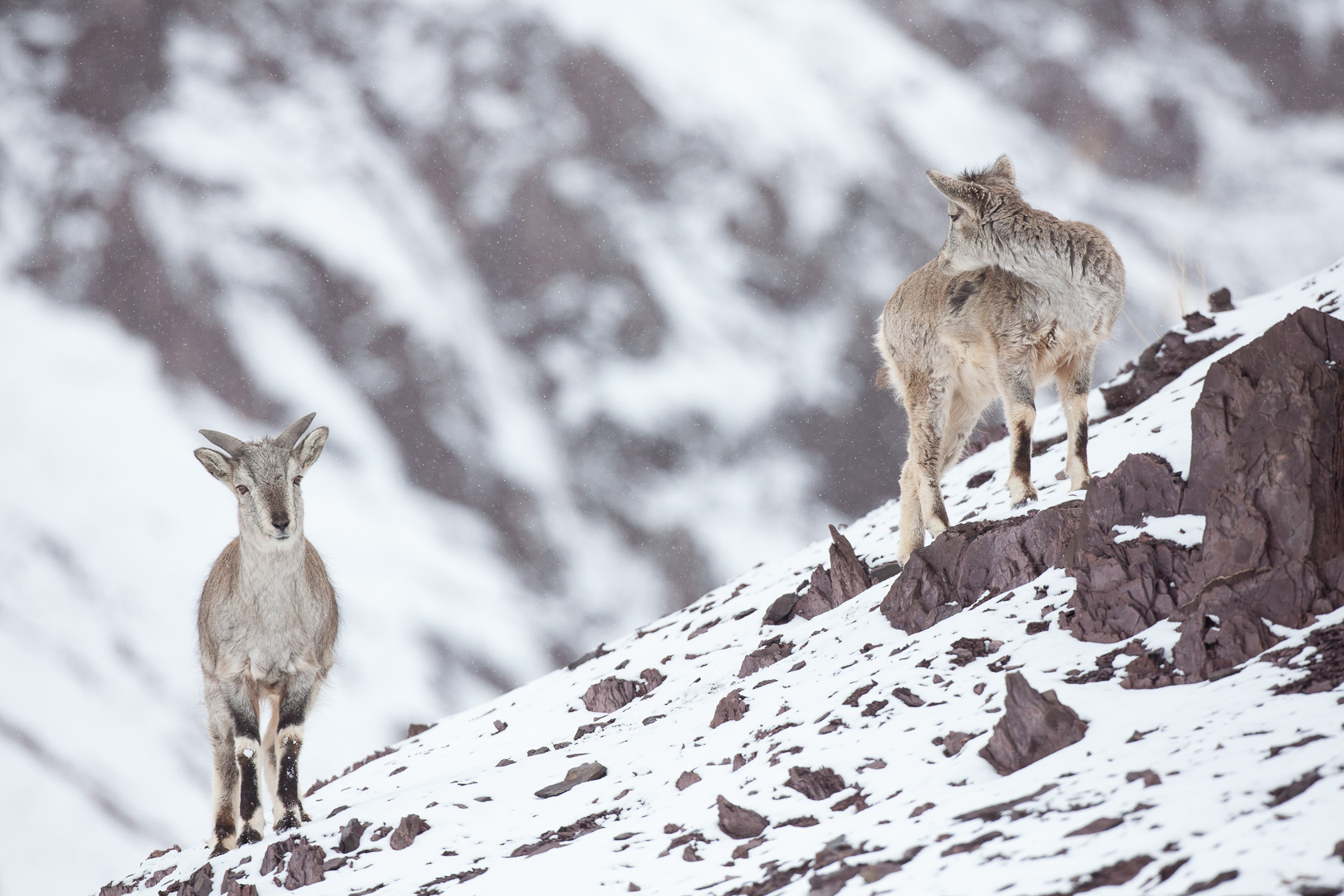 Bharal femelle et son jeune (Pseudois nayaur) au Ladakh