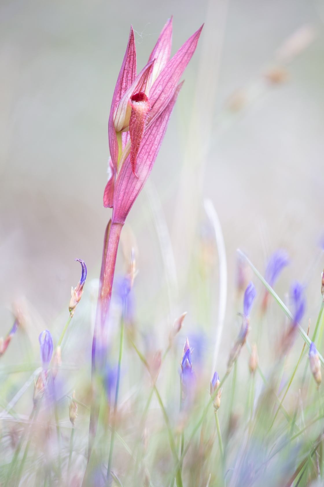 Orchidée Sérapias à labelle allongé (Serapias vomacera)