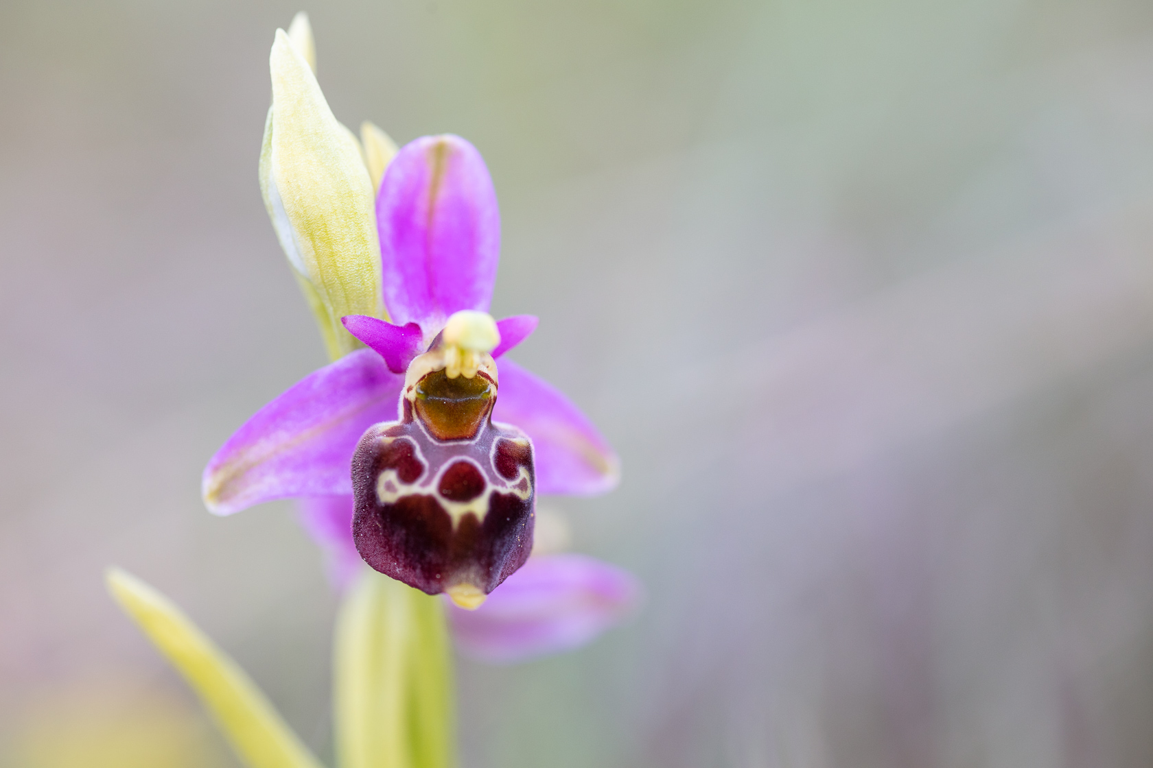 Orchidée Ophrys fausse bécasse (Ophrys pseudoscolopax)