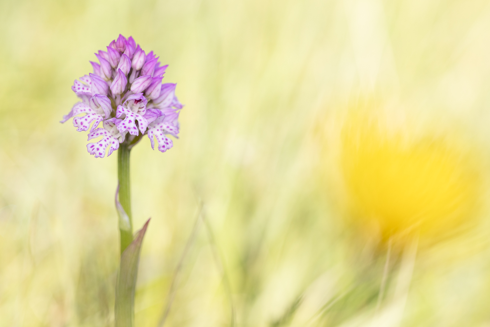 Orchis tridenté (Neotinea tridentata)