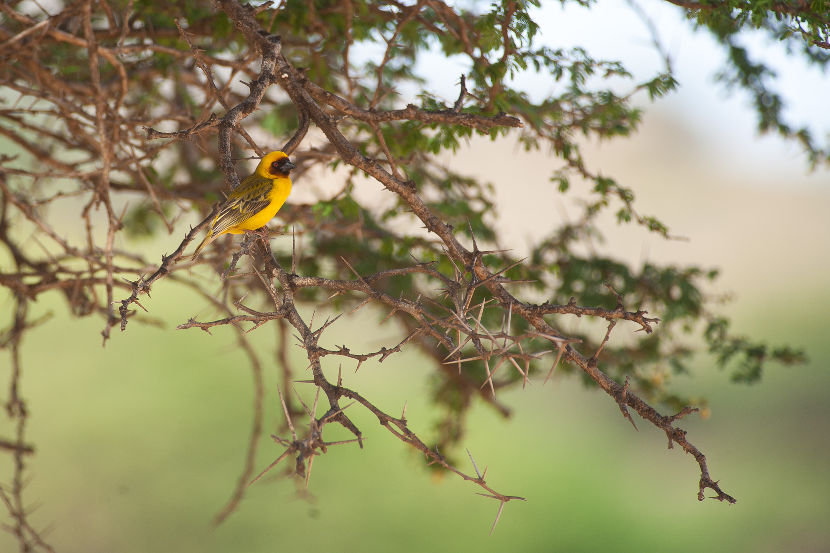 Tisserin de Rüppell (Ploceus galbula) dans le Dhofar, l'un des nombreux oiseaux observé pendant un voyage photo à Oman