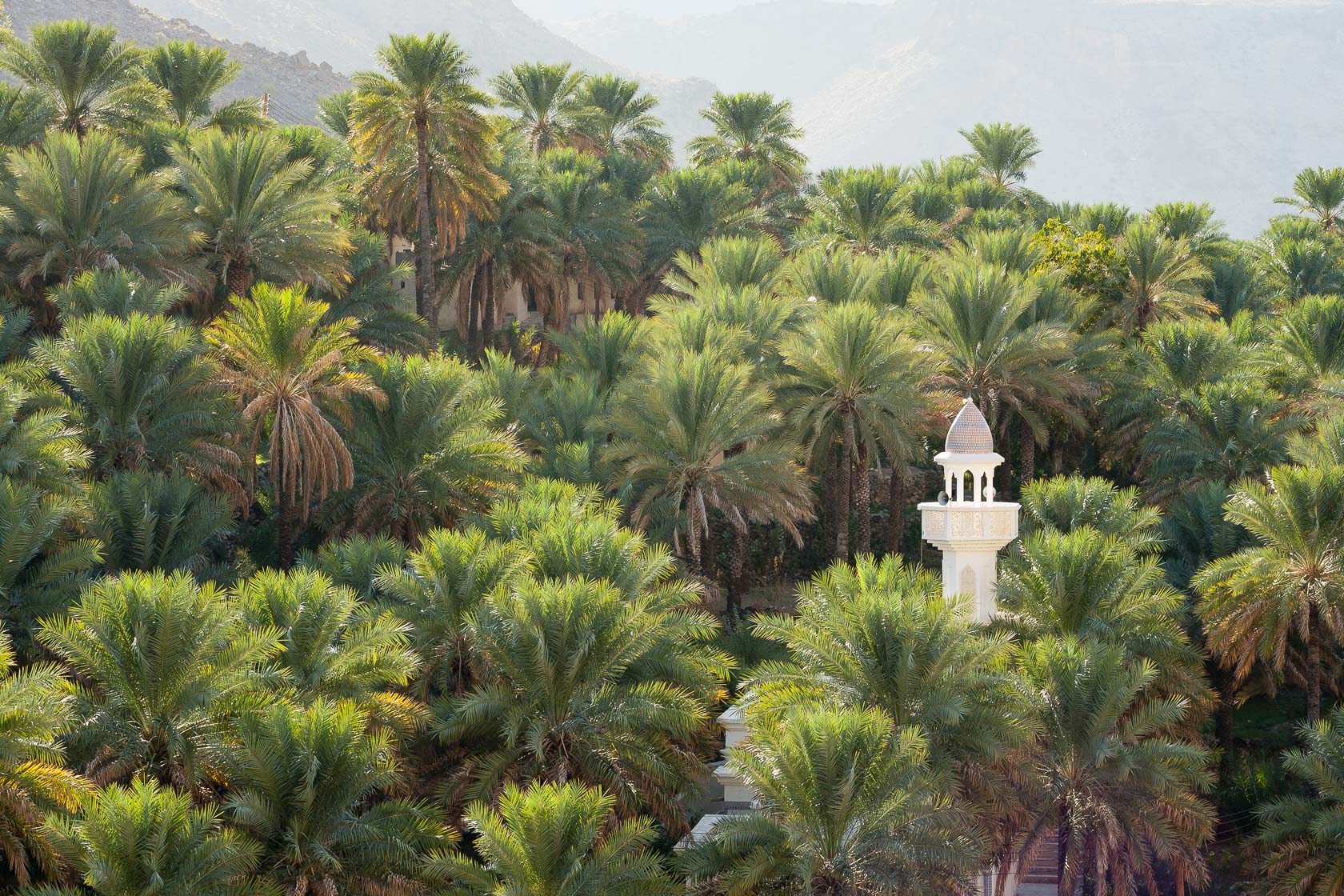 Palmeraie et minaret dans un wadi d'Oman, durant un voyage photo à Oman