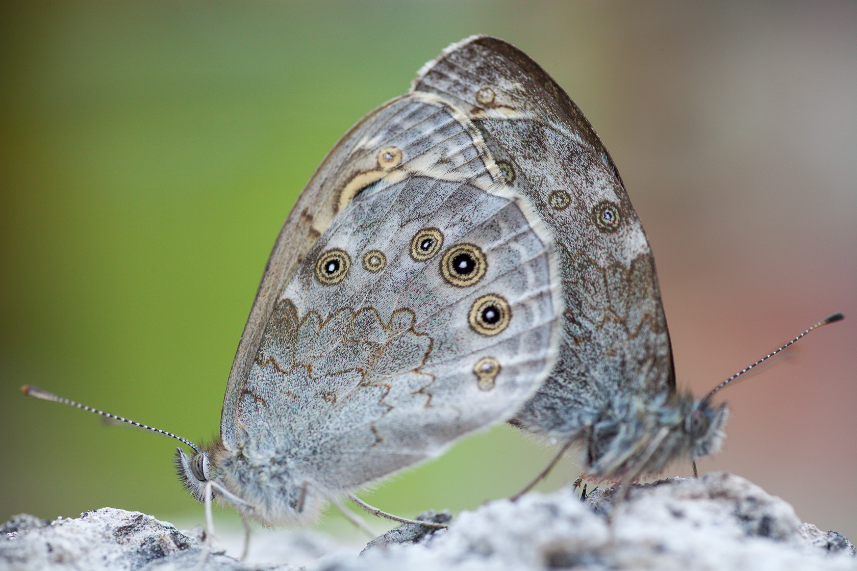 Couple de papillons Ariane (Lasiommata maera) en reproduction, durant un stage photo papillon
