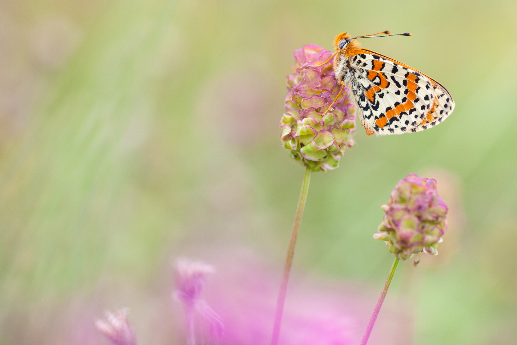 Mélitée orangée (Melitaea didyma), papillon des prairies pendant un stage photo papillon dans les Bauges