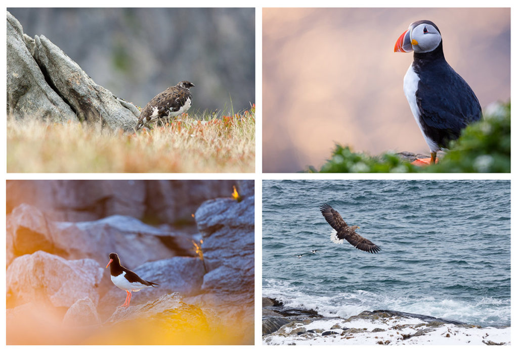 oiseaux photographiés en voyage photo aux lofoten