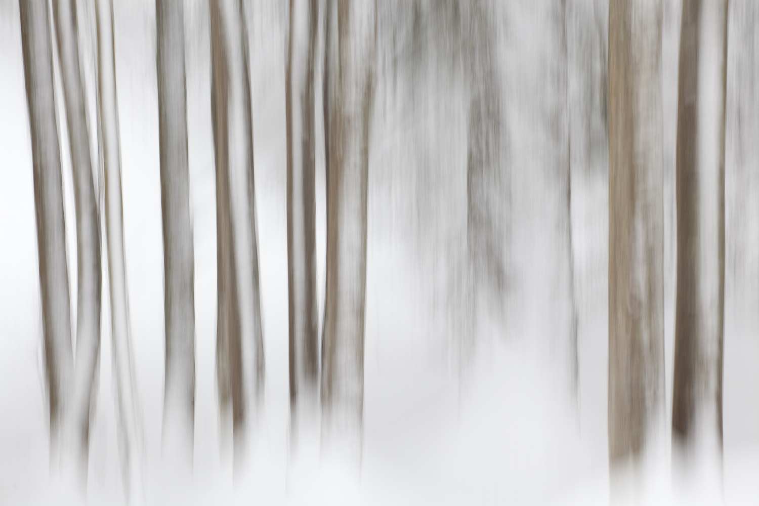 forêt enneigée pendant un stage photo dans les Bauges en hiver