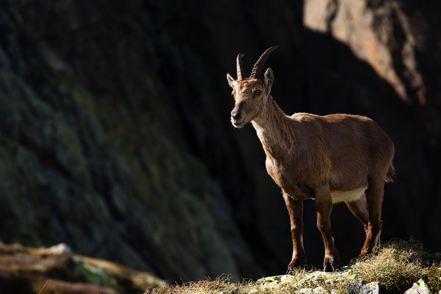 bouquetin dans le massif du Mont Blanc, en voyage photo en France